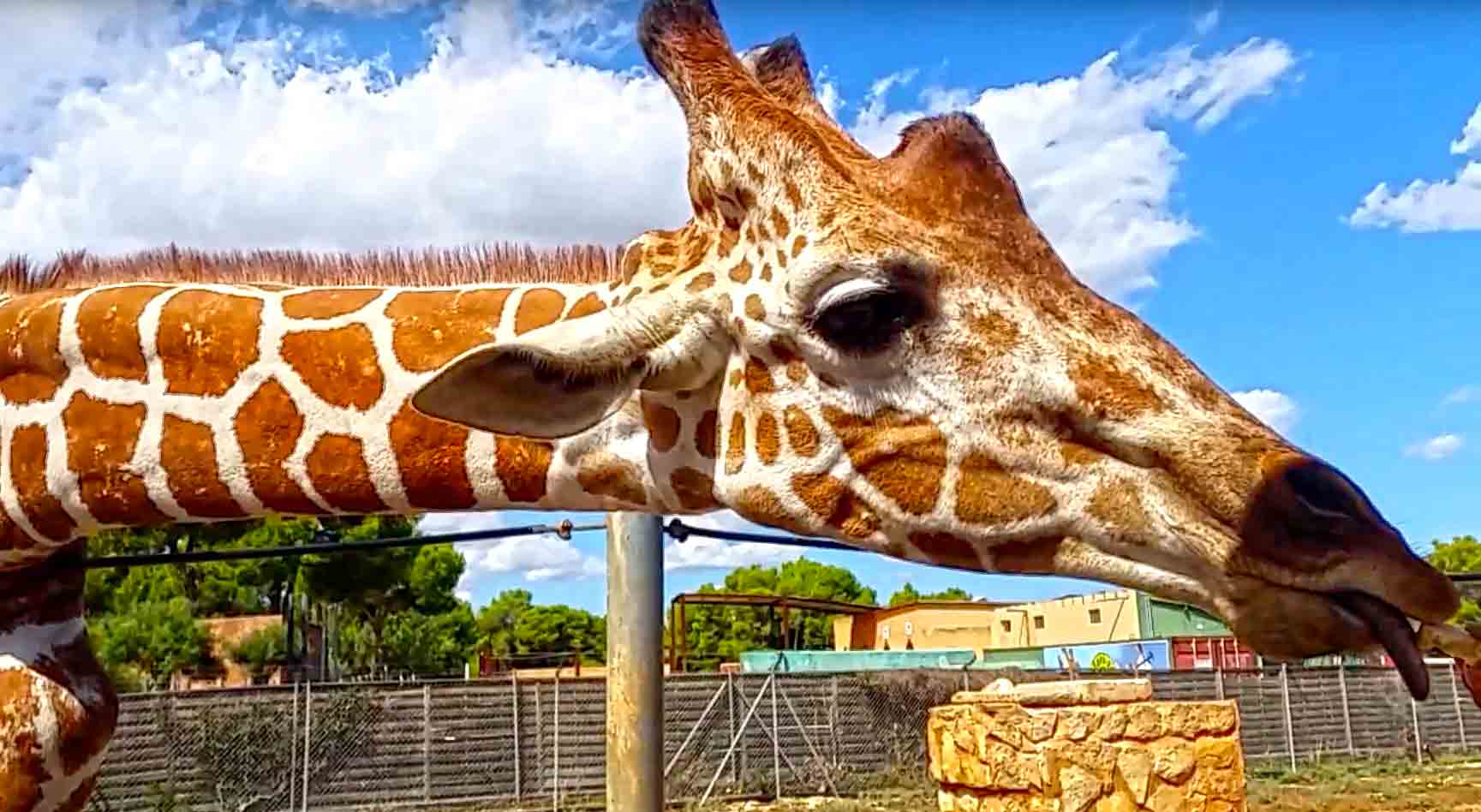 Safari Zoo | Mallorca Guide, Tourist Attractions, Map