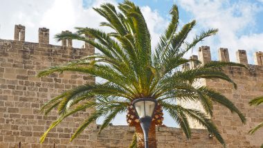 walls-of-alcudia walls-of-alcudia
